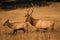 Big bull trailing cow elk