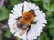 Big Bumblebee crawling on a daisy on a green background