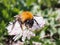 Big Bumblebee crawling on a daisy on a green background