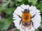 Big Bumblebee crawling on a daisy on a green background