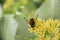 A big bumblebee extracts pollen from a linden tree