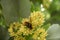 A big bumblebee extracts pollen from a linden tree