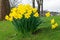 Big bunch of bright spring yellow daffodils in the garden