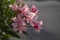 Big bunch of flowering Nerium oleander flowers, pink ornamental beautiful shrub in bloom, green leaves