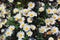 Big bunch of white shasta daisy flowers with green leaves