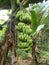 Big bunches of green banana hanging on the tree