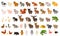 Big bundle of 50 funny domestic, farm forest, wild animals, birds in flat style. Colorful vector illustration of collection of