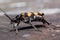 Big burying beetles is sitting on a tree stump. Nicrophorus vespillo.