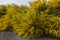 A Big Bush of Acacia Saligna on the Bloom