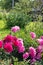 Big bush of pink peonies on a background of nature. Wonderful flower bed.
