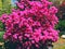 A big bush pink rhododendrons flowers blooming