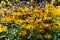 Big bush of Rudbeckia fulgida, orange echinacea or perennial echinacea in summer day