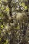 Big bushy lichen covering trees and bushes, European nature symbiosis