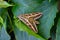Big butterfly bedstraw hawk-moth, galium sphinx among green leaves