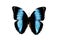 Big butterfly with blue wings, isolate on white background, morpho achilles