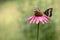 A big butterfly Limenitis populi  and butterfly Melanargy Galatea on echinacea flowers on a summer day in the garden