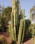A big cactus