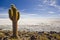 Big cactus above salar de uyuni