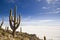 Big cactus above salar de uyuni