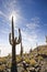 Big cactus above salar de uyuni