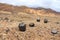 Big cactus family in national park Pan de AzÃºcar