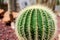 A big cactus head