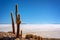 Big cactus in Incahuasi island, Salar de Uyuni salt flat, Potosi Bolivia