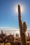 Big cactus in Incahuasi island, Salar de Uyuni salt flat, Potosi Bolivia