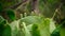 Big cactus leaves on the blurred background