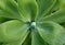 Big cactus leaves close-up