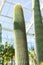 Big cactus neobuxbaumia polylopha in green house