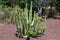 Big cactus outdoor in a desert landscape, Tenerife, Canary islands, Spain.