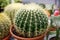 Big cactus in pot. Potted house plants decor, cactus for home decoration. Cacti in flower pots. Collection of various cactus plant