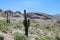 Big cactus in South America mountains