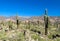 Big cactus valley in South America