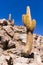 Big cactuses in Los Flamencos National Reserve