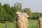 A big camel closeup in a green meadow