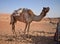 Big camel in the desert