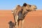 Big camel in the desert