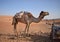 Big camel in the desert
