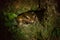 A big cane toad (Bufo marinus)