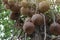 Big cannonball fruit on tree or Couroupita guianensis in the garden.