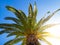 Big canopy of a palm tree with sun shining bright through it