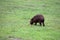 Big capybara and a small benteveo in Salto Grande Lake