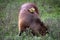 Big capybara and a small benteveo in Salto Grande Lake