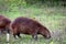 Big capybara and a small benteveo in Salto Grande Lake