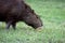 Big capybara and a small benteveo in Salto Grande Lake