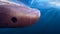 Big cargo ship sailing in the sea to International Shipping container terminal. Close up image detail ships bow, underwater view