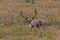 Big Caribou Bull in Velvet