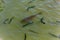 Big carp fish surrounded by the flock of freshwater fish trout floats at the in farmer pond. North of Tenerife, Canary Islands